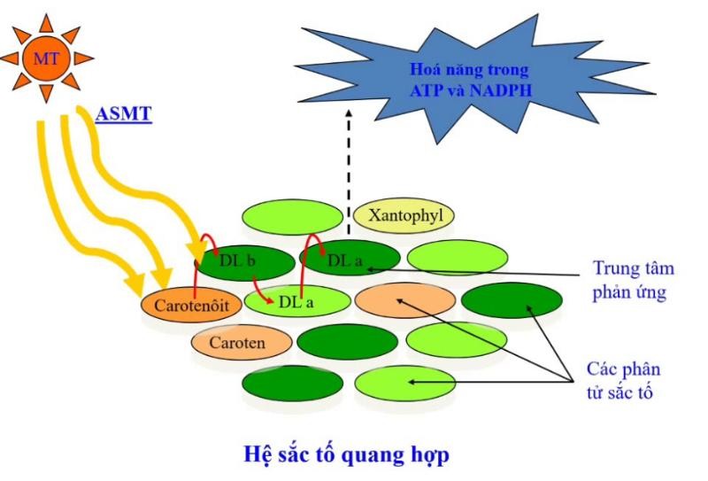 Quang-hợp-la-gi-4