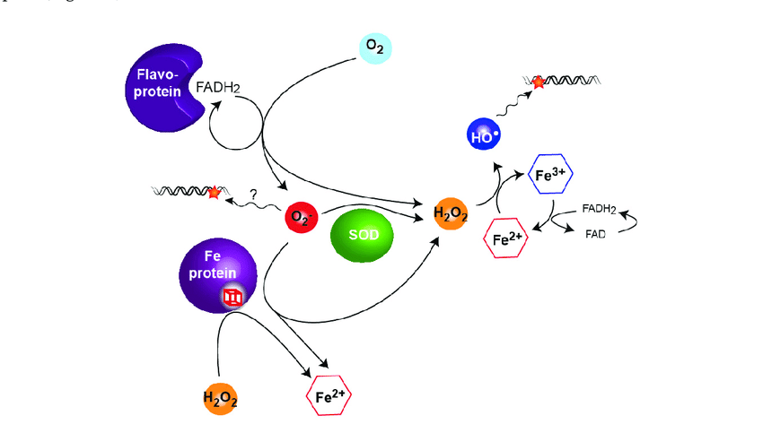 Hydrogen peroxid chuyển Fe 2+ thanh Fe 3+