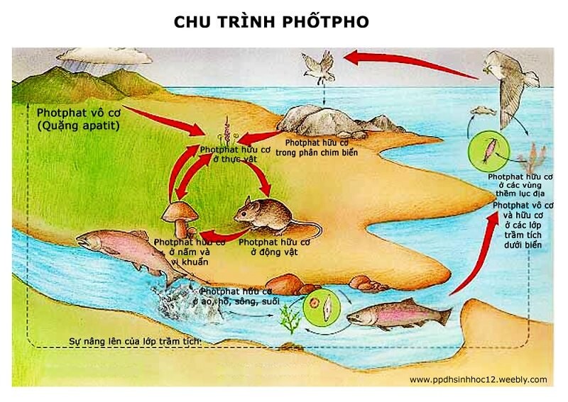 chu trình phốt pho