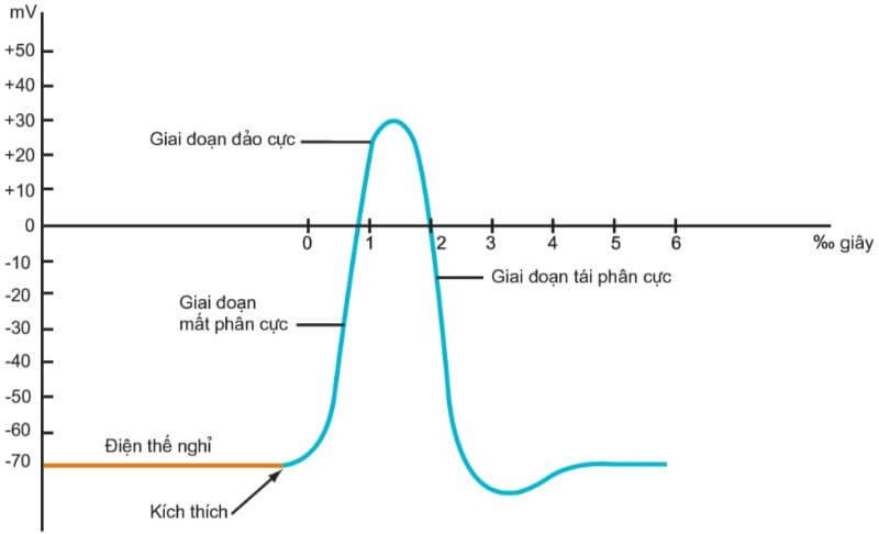 dien-the-câu-la-gi-2