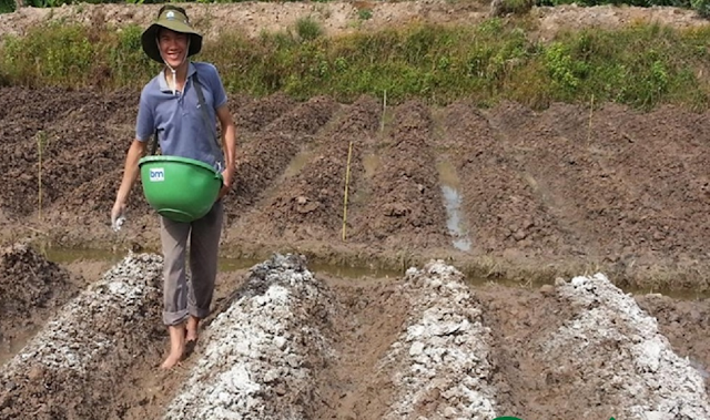 Use lime powder to improve soil