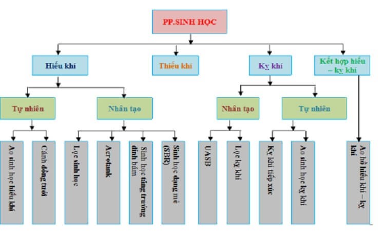 phân ly sinh học trong tử cung