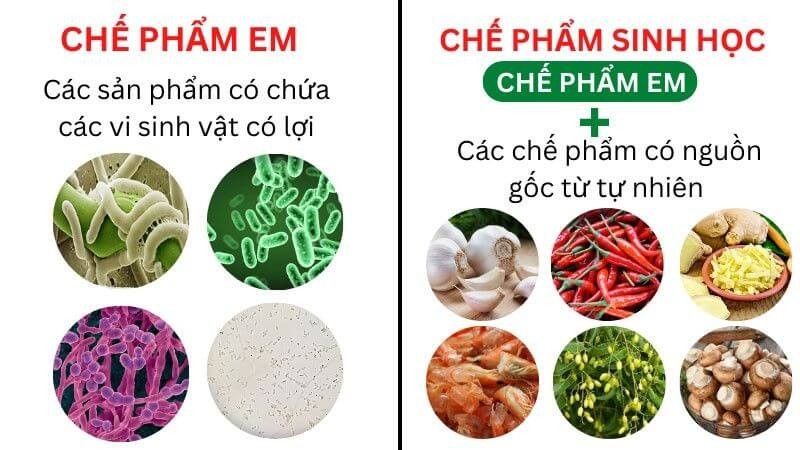 che-pham-sinh-học-4