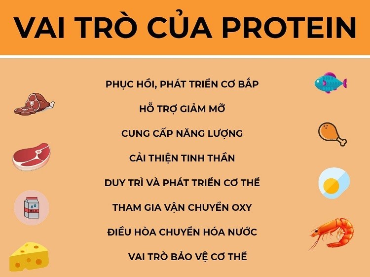 vai trò của protein trong co-the