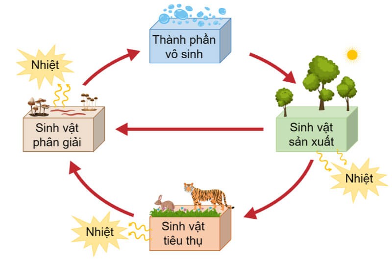 mặt-sinh-thai-la-gi-3