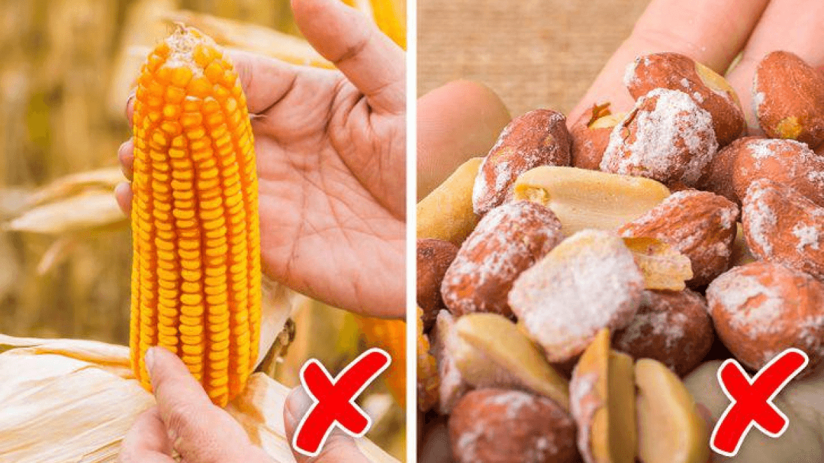 Ngũ cốc dễ bị nhiễm aflatoxin