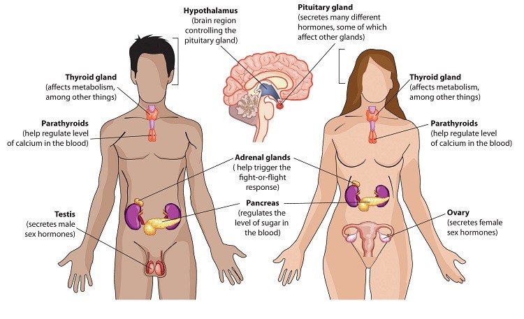 protein liên quan đến việc tạo ra hormone