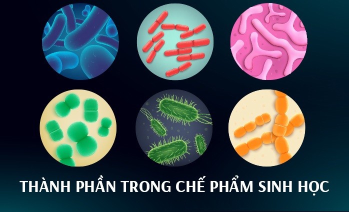 Đặc điểm của chế phẩm sinh học xử lý nước thải