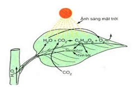 (C6H10O5)n  + H2O → nC6H12O6  | Thủy phân tinh bột hoặc Cellulose