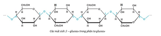 (C6H10O5)n  + H2O → nC6H12O6  | Thủy phân tinh bột hoặc Cellulose