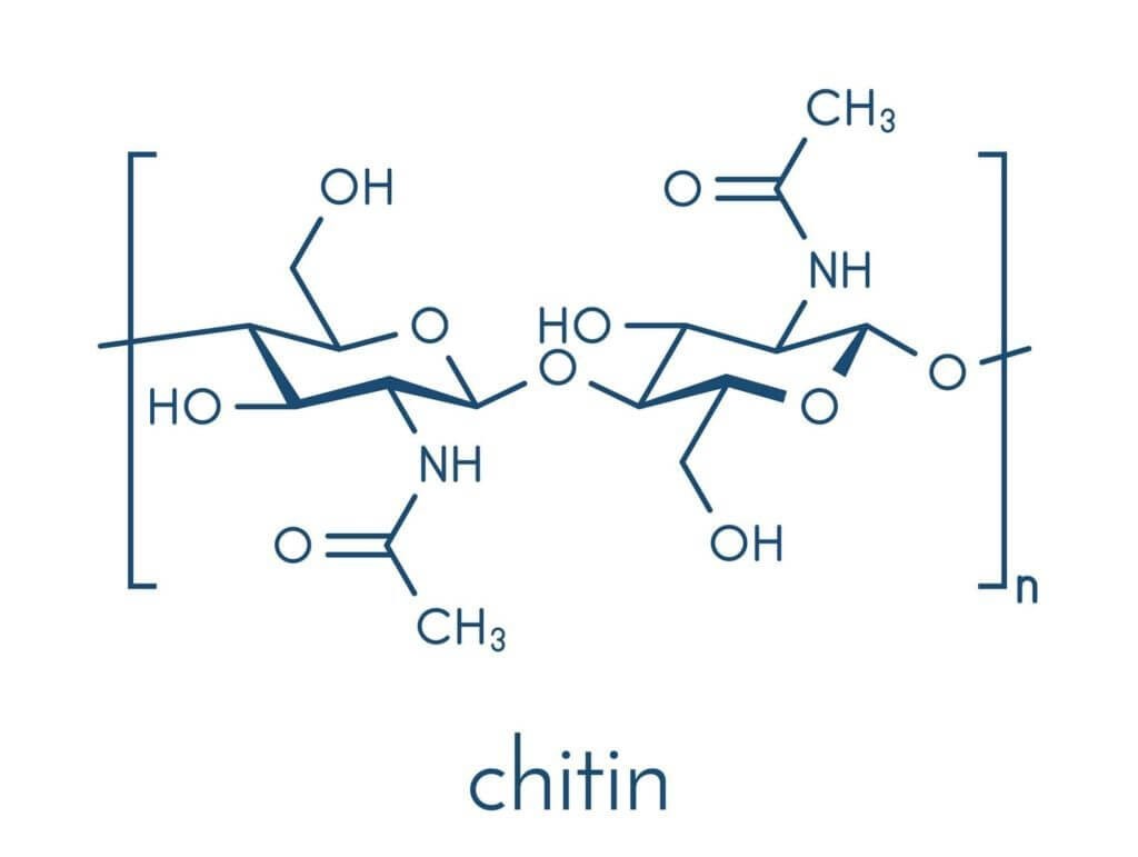 Cấu trúc của chitin