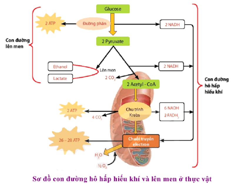 ho-hap-hieu-khi-3