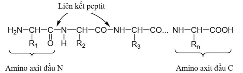 peptide-la-gi-1