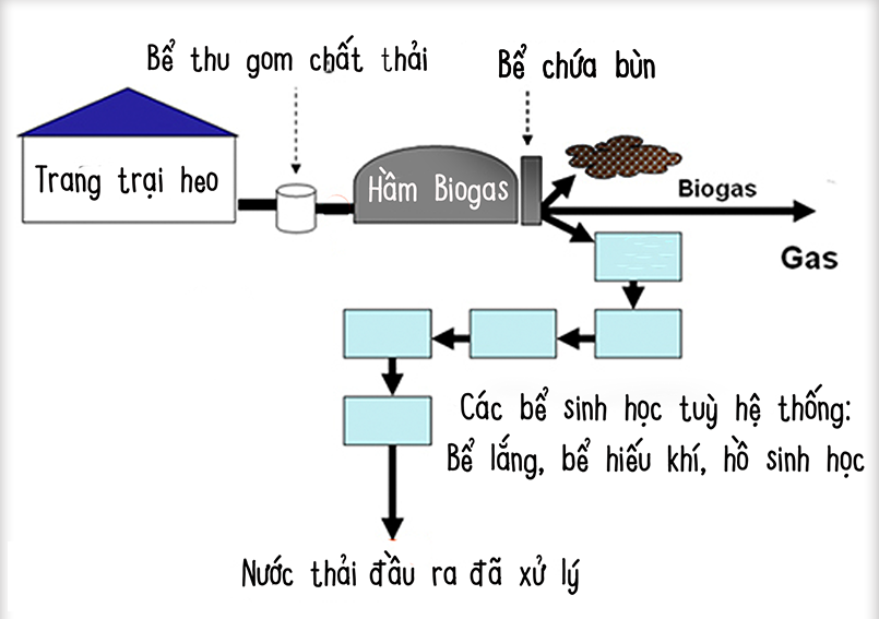 Xử lý nước thải chăn nuôi bằng hệ thống biogas kỵ khí