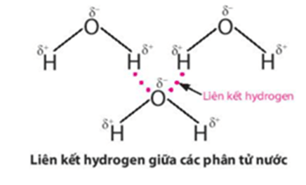 Ảnh hưởng của liên kết hydrogen và tương tác van der Waals đến nhiệt độ nóng chảy, nhiệt độ sôi các chất lớp 10 (cách giải + bài tập)