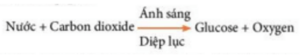 Phát biểu khái niệm và viết phương trình tổng quát quá trình quang hợp (ảnh 2)