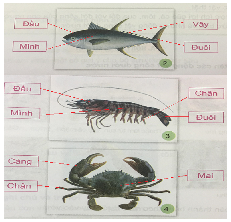 Tự nhiên và xã hội 3 Bài 23: Một số động vật sống dưới nước | Hay nhất Giải bài tập Tự nhiên và xã hội 3 VNEN