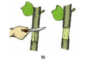 Bài 5: Thực hành: Chiết cành | Giải bài tập Công nghệ 9