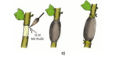 Bài 5: Thực hành: Chiết cành | Giải bài tập Công nghệ 9