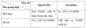 Quá trình quang hợp gồm những pha nào