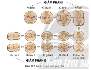 Quan sát Hình 19.6 và cho biết: Giảm phân là gì? Giảm phân gồm mấy giai đoạn chính