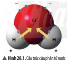 Quan sát Hình 28.1, em hãy mô tả cấu trúc của phân tử nước