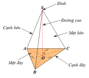 Hình chóp tam giác đều – Hình chóp tứ giác đều (Lý thuyết Toán lớp 8) | Chân trời sáng tạo