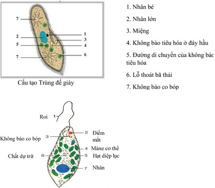 Lý thuyết Khoa học tự nhiên 6 Bài 27: Nguyên sinh vật | Chân trời sáng tạo