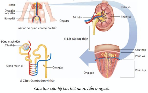 Lý thuyết KHTN 8 Kết nối tri thức Bài 35: Hệ bài tiết ở người