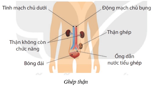 Lý thuyết KHTN 8 Kết nối tri thức Bài 35: Hệ bài tiết ở người