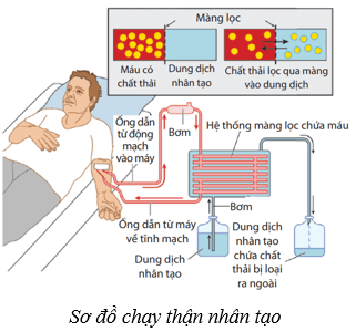 Lý thuyết KHTN 8 Kết nối tri thức Bài 35: Hệ bài tiết ở người