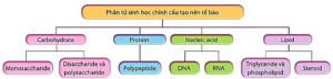 Lý thuyết Sinh 10 Kết nối tri thức Bài 5: Các phân tử sinh học