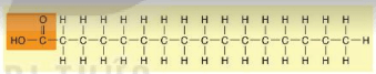 Lý thuyết Sinh 10 Kết nối tri thức Bài 5: Các phân tử sinh học