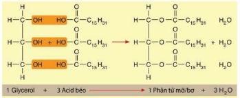 Lý thuyết Sinh 10 Kết nối tri thức Bài 5: Các phân tử sinh học