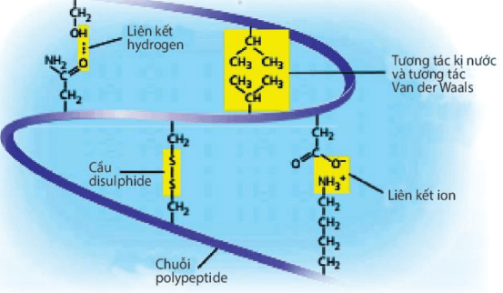 Lý thuyết Sinh 10 Kết nối tri thức Bài 5: Các phân tử sinh học