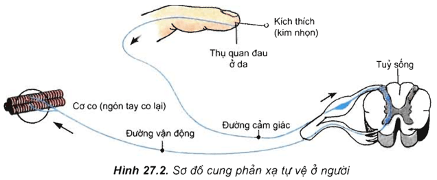 Lý thuyết Sinh học 11 Bài 26: Cảm ứng ở động vật | Lý thuyết Sinh học 11 ngắn gọn