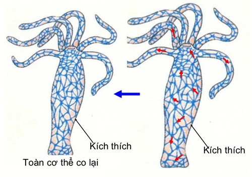 Lý thuyết Sinh học 11 Bài 26: Cảm ứng ở động vật | Lý thuyết Sinh học 11 ngắn gọn