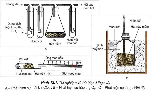 Lý thuyết Sinh học 11 Bài 12: Hô hấp ở thực vật | Lý thuyết Sinh học 11 ngắn gọn