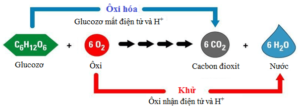 Lý thuyết Sinh học 11 Bài 12: Hô hấp ở thực vật | Lý thuyết Sinh học 11 ngắn gọn