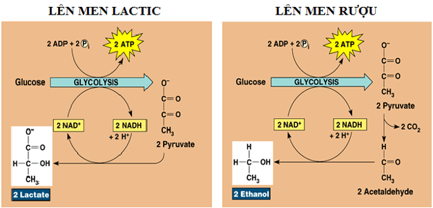 Lý thuyết Sinh học 11 Bài 12: Hô hấp ở thực vật | Lý thuyết Sinh học 11 ngắn gọn