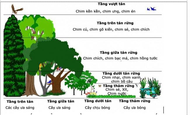 Lý thuyết Sinh học 12 Bài 40: Quần xã sinh vật và một số đặc trưng cơ bản của quần xã (hay, ngắn gọn)