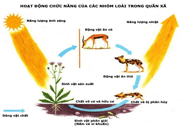 Lý thuyết Sinh học 12 Bài 40: Quần xã sinh vật và một số đặc trưng cơ bản của quần xã (hay, ngắn gọn)