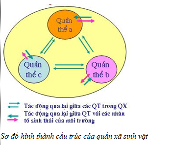 Lý thuyết Sinh học 12 Bài 40: Quần xã sinh vật và một số đặc trưng cơ bản của quần xã (hay, ngắn gọn)