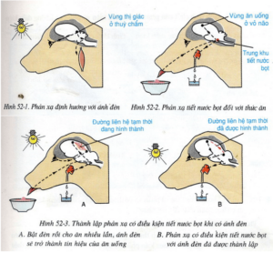 Lý thuyết Sinh học 8 Bài 52: Phản xạ không điều kiện và phản xạ có điều kiện hay, ngắn gọn