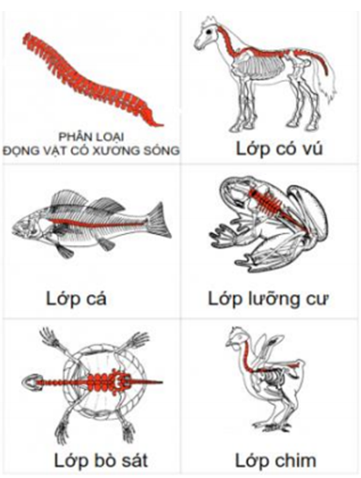 Lý thuyết Sinh học 7 Bài 2: Phân biệt động vật với thực vật. Đặc điểm chung của động vật hay, ngắn gọn