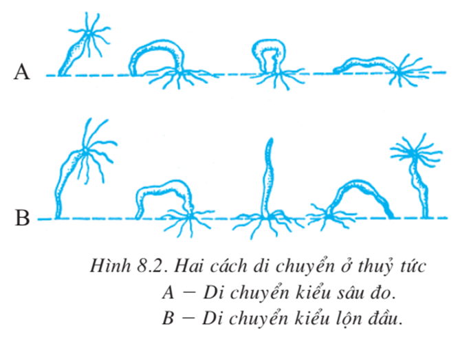 Lý thuyết Sinh học 7 Bài 8: Thủy tức hay, ngắn gọn