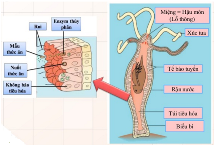 Lý thuyết Sinh học 7 Bài 8: Thủy tức hay, ngắn gọn