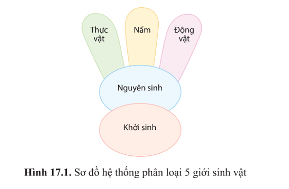 Vi sinh vật thuộc giới nào trong hệ thống phân loại 5 giới