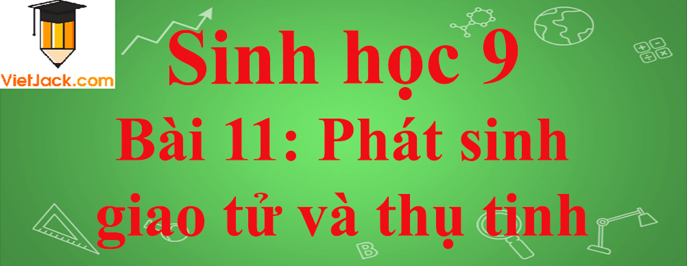 Sinh học lớp 9 Bài 11: Phát sinh giao tử và thụ tinh ngắn nhất