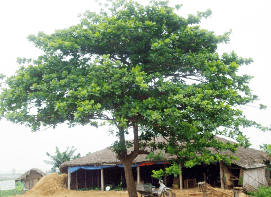 Văn mẫu lớp 5 | Tập làm văn lớp 5